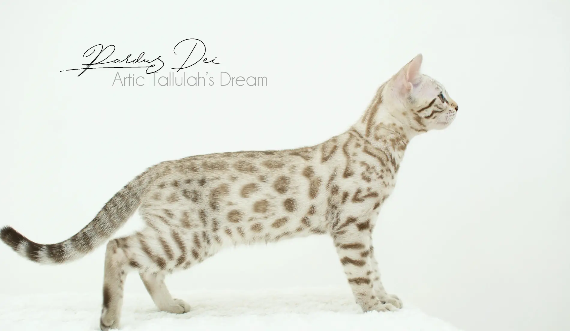 Chat Bengal